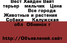 Вест Хайден Вайт терьер - мальчик › Цена ­ 35 000 - Все города Животные и растения » Собаки   . Калужская обл.,Обнинск г.